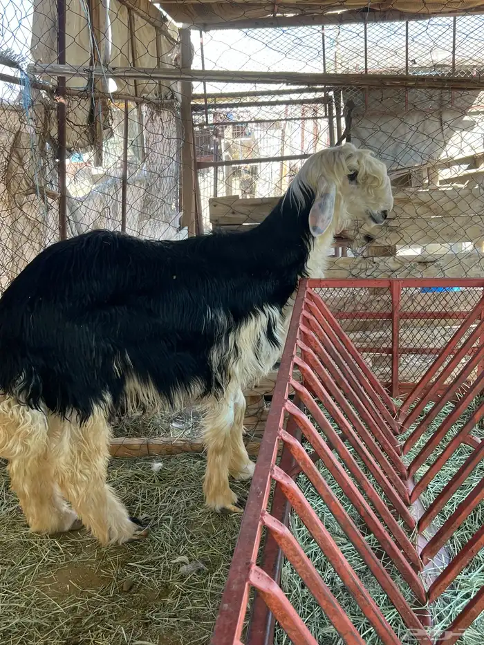 طلي نجد 0