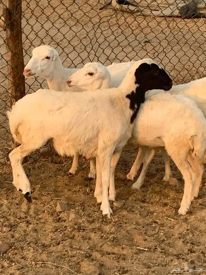 للبيع رخال رفيديات وطلي مهجن نجدي 1