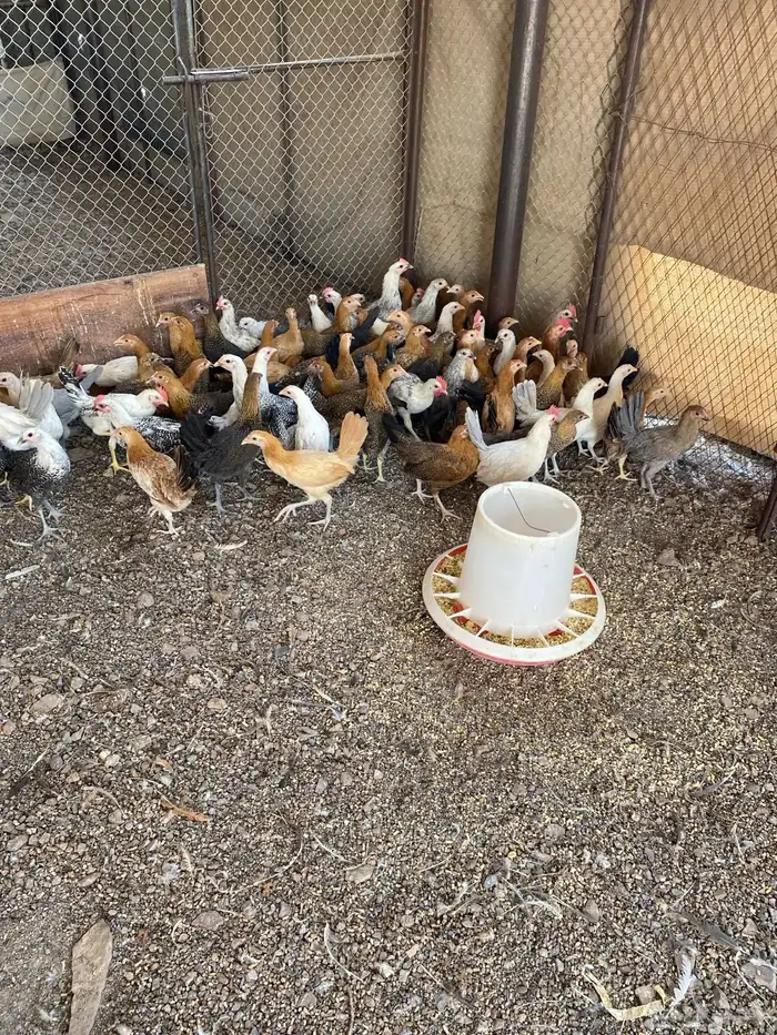 دجاج بلدي عمر شهرين و نصف 1