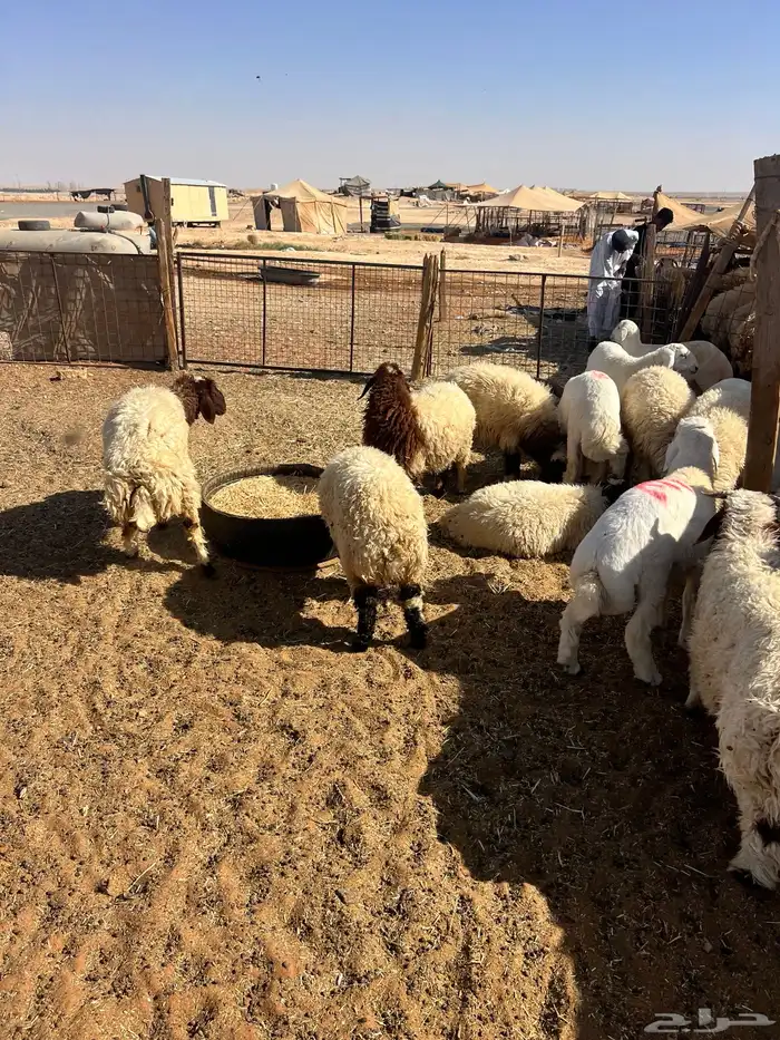 ذبايح ذبيحه ذبائح 29