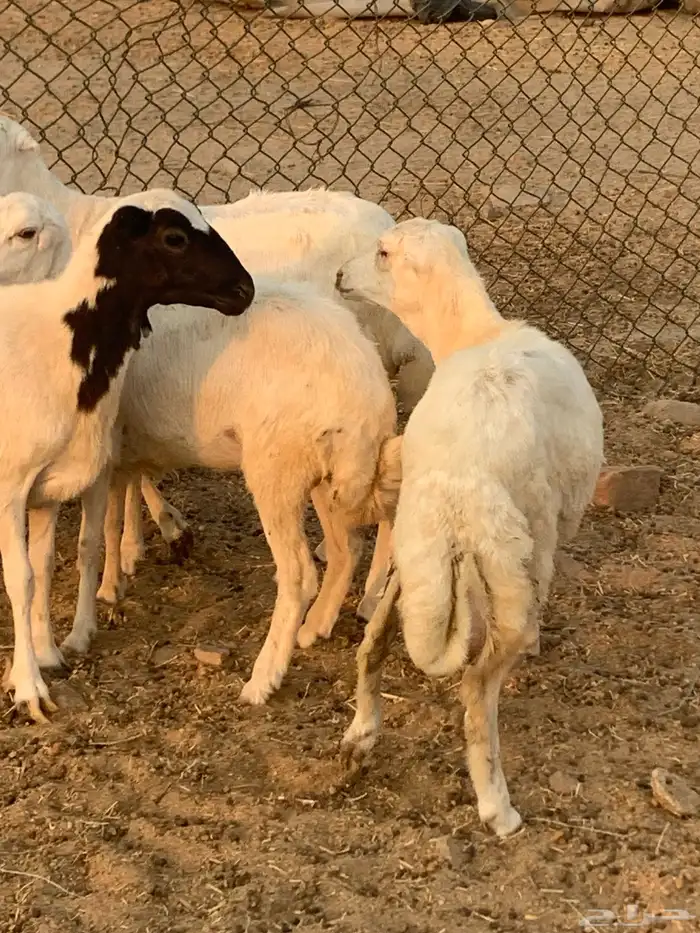 للبيع رخال رفيديات وطلي مهجن نجدي 2