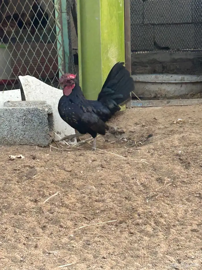ديوك سبرايت 4
