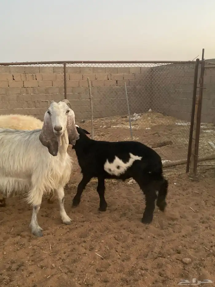 للبيع طلي العمر أربع شهور مقفلة شحم 1