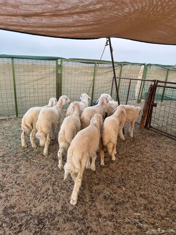 ذبائح بريه طيبة 4