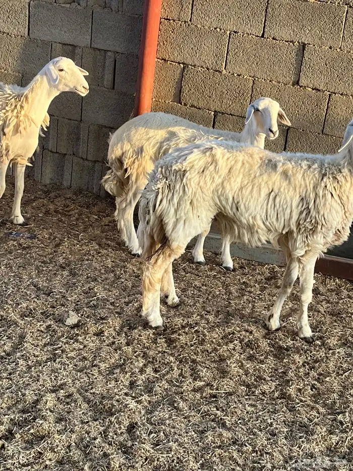 رخال حريات ذبايح 3
