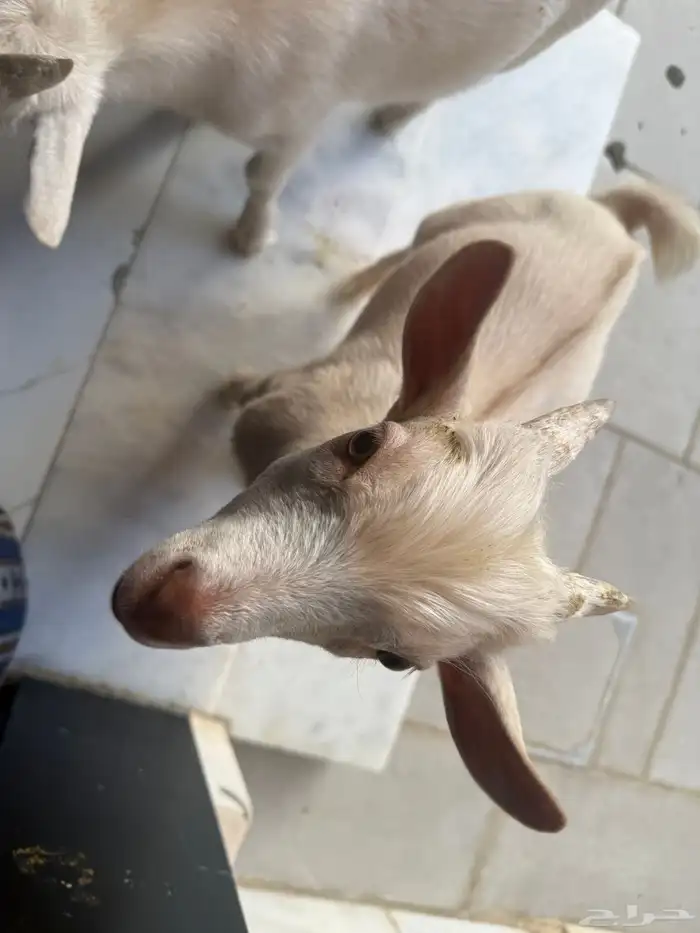 ماعز القزم 4