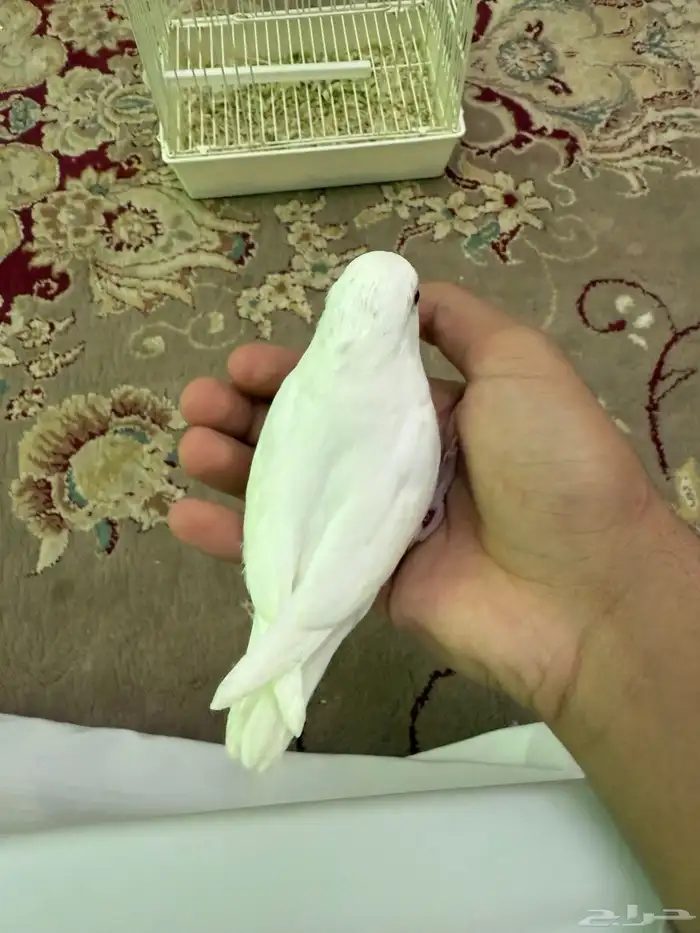 فرخ روز البينو عيون حمرا 0