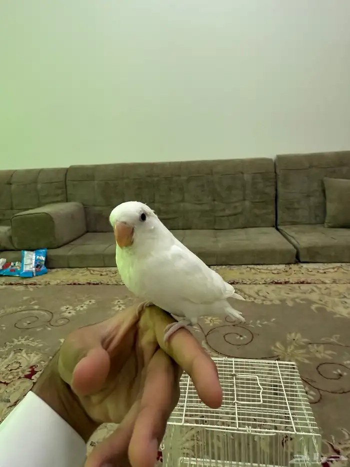 فرخ روز البينو عيون حمرا 1