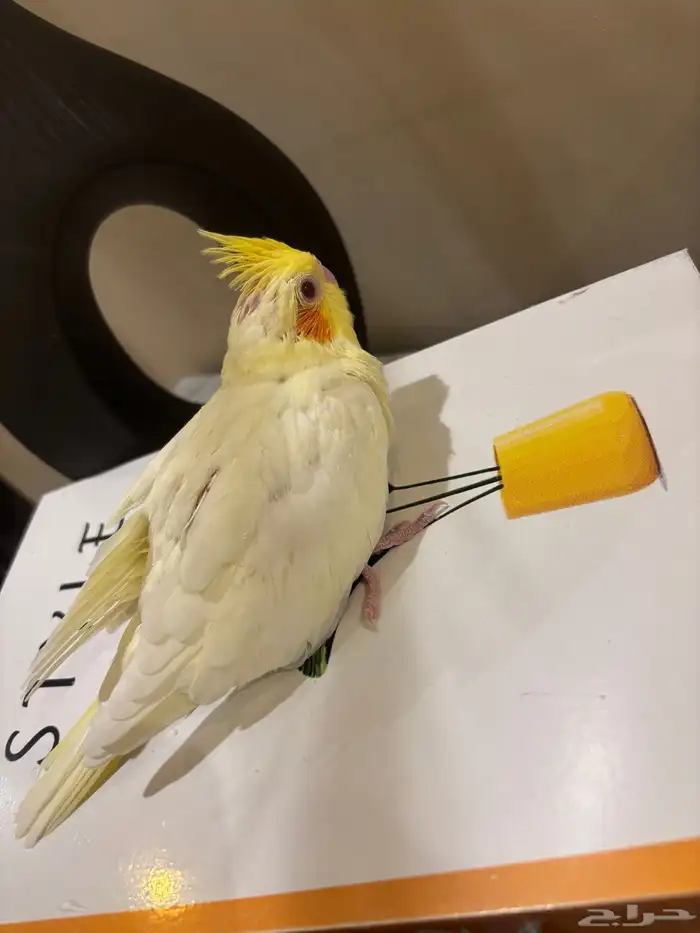 فرخ كوكتيل غر 1