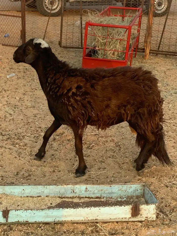 للبيع رخال رفيديات وطلي مهجن نجدي 7