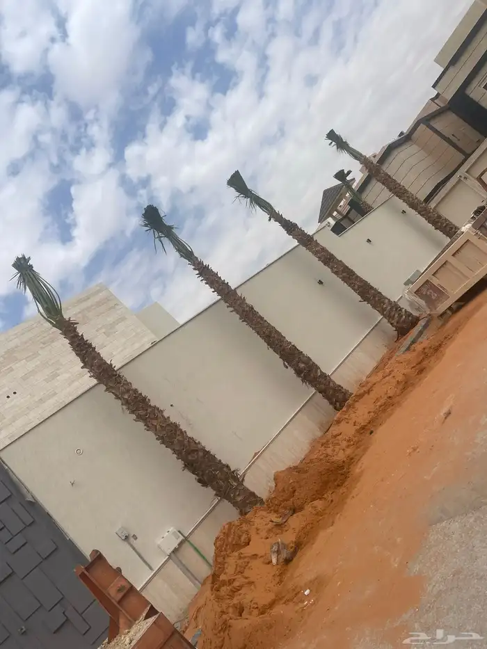 نخيل واشنطن للبيع بجميع انواع المقاسات لتواصل 0