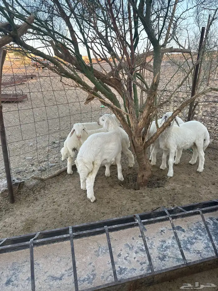 طليان نظيفه وشعره شي فاخر 0