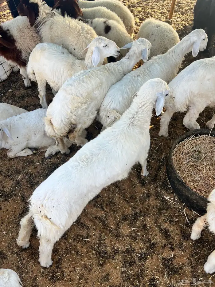 ذبايح ذبيحه ذبائح 11