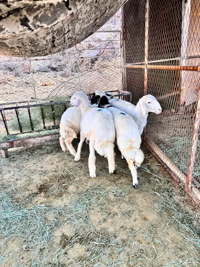 طليان ورحال 1
