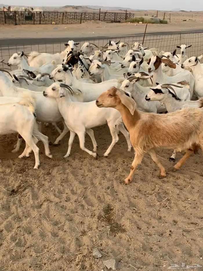 للبيع معزا بيشيات مواليد ودفيع 8