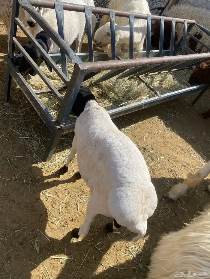 خرفان برابر مرابي 2