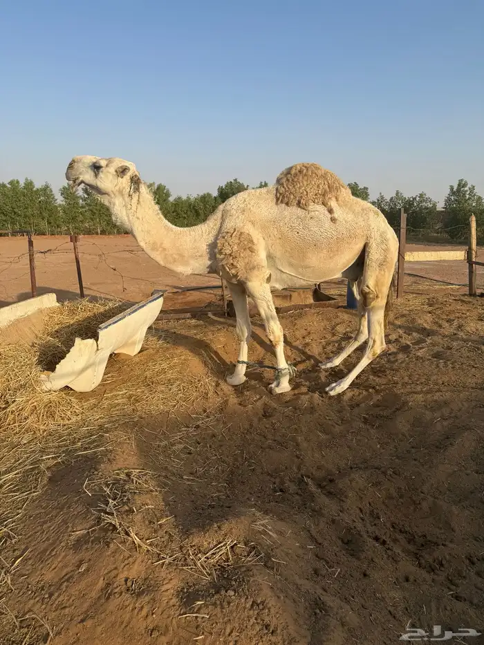 بعير فحل تمامي كفو 8