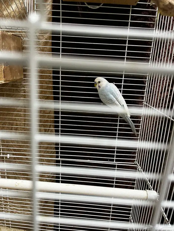 Australia parrot 3