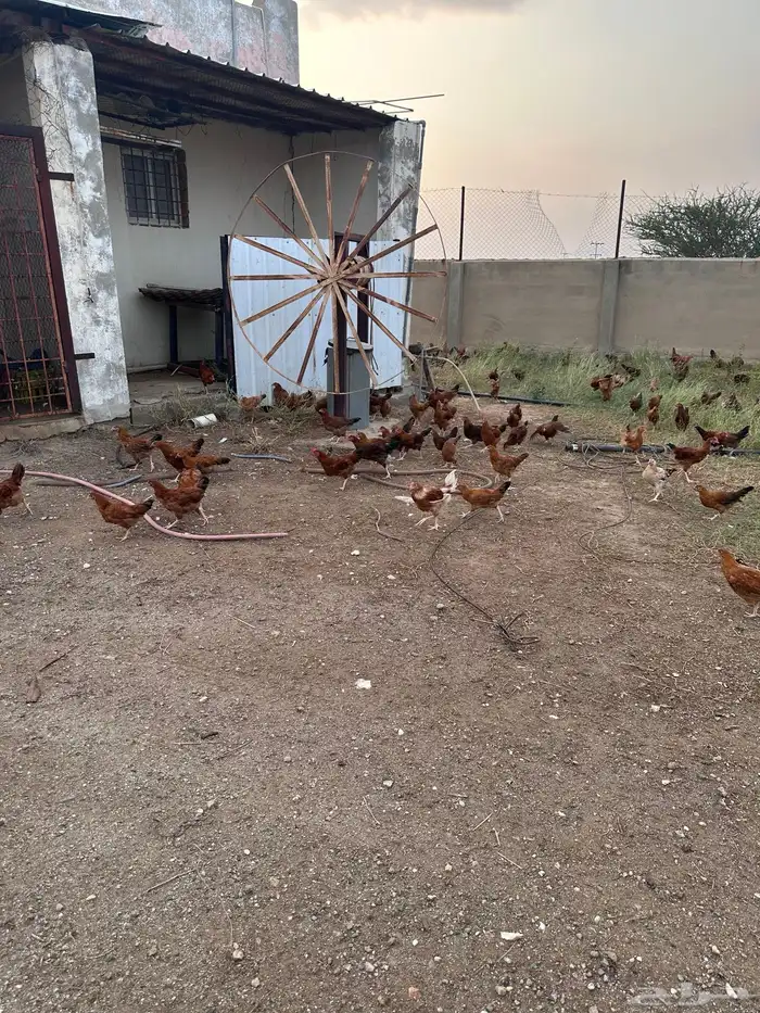 دجاج فرنسي 5