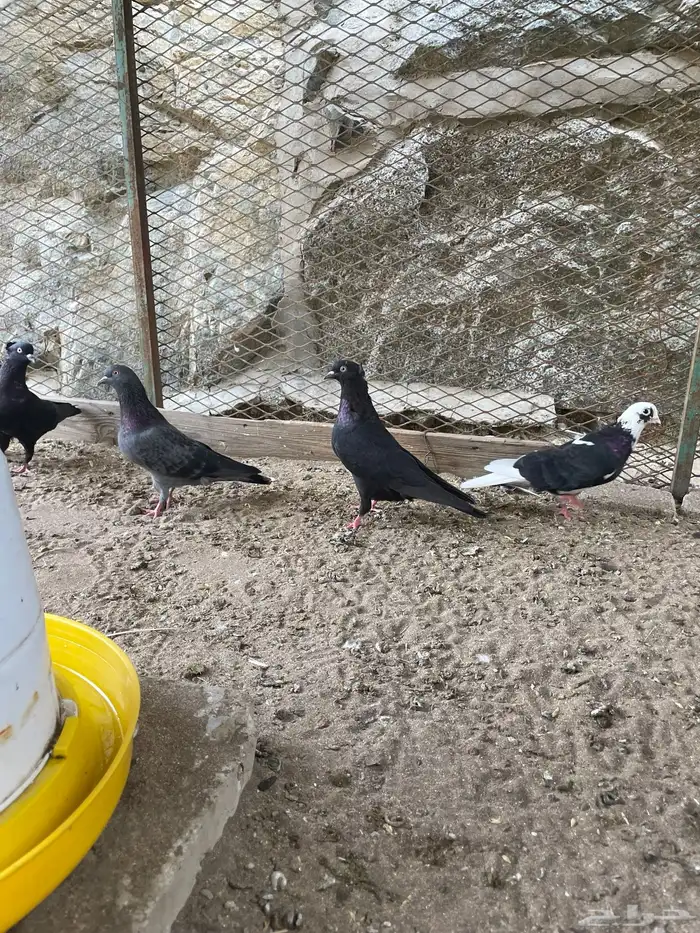حمام قطيفي 1