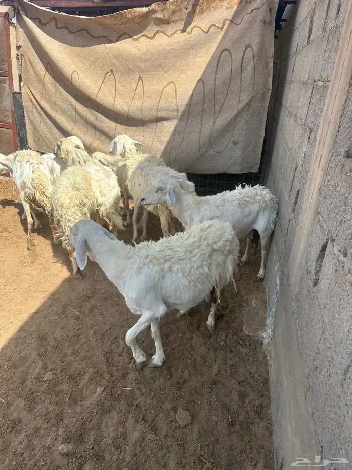 حريات 0