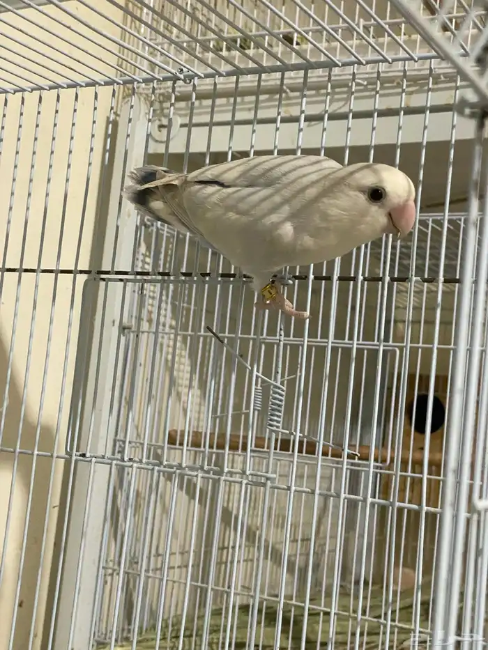 ذكر روز تم البيع 1