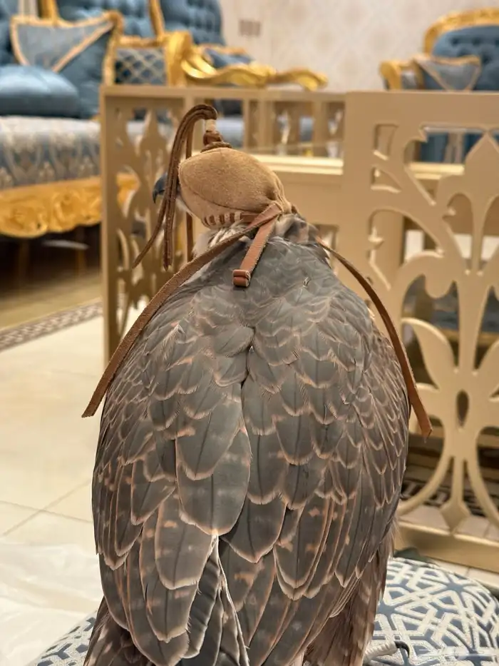 طير حر وحش 17 في 17 3