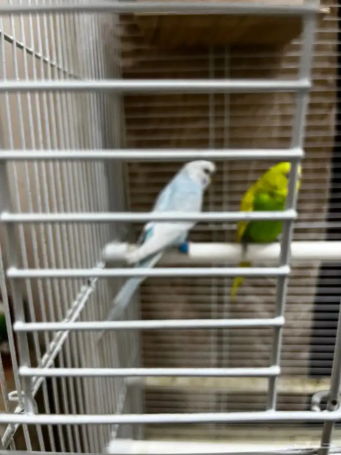 Australia parrot 4