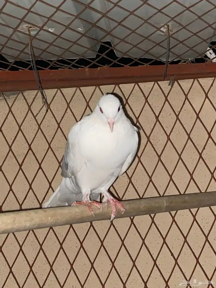 حمام مشكل اجواز وفرادي 8