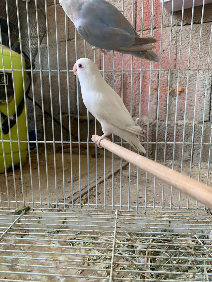 زوج روز اليف ومنتج 2