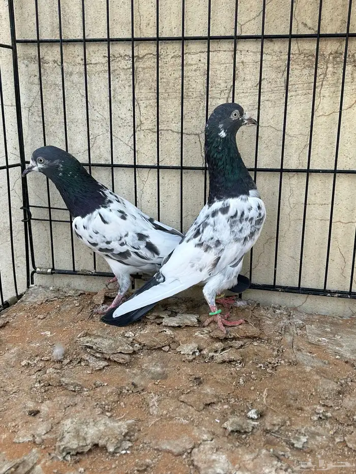 حمام باكستاني 0