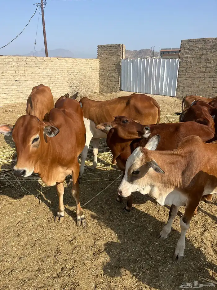 حسلان. بلدي. طيبه 5