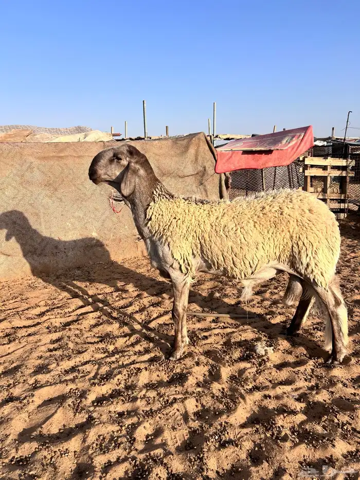فحل سواكني جبر وطول ناهي 0
