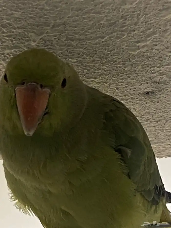 ببغاء دره 4