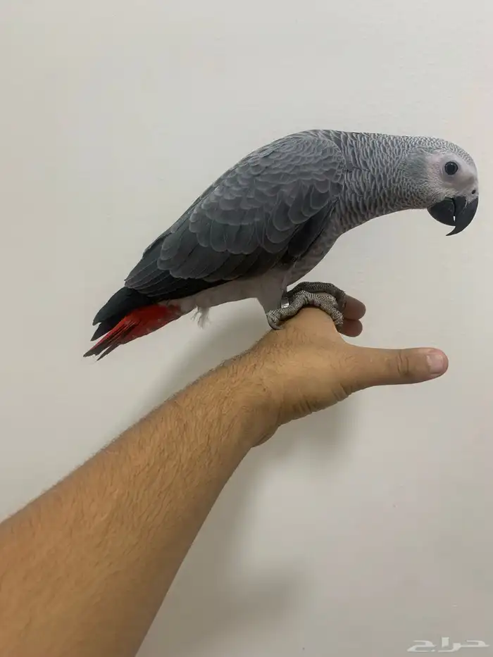 للبيع. فروخ كاسكو. 8