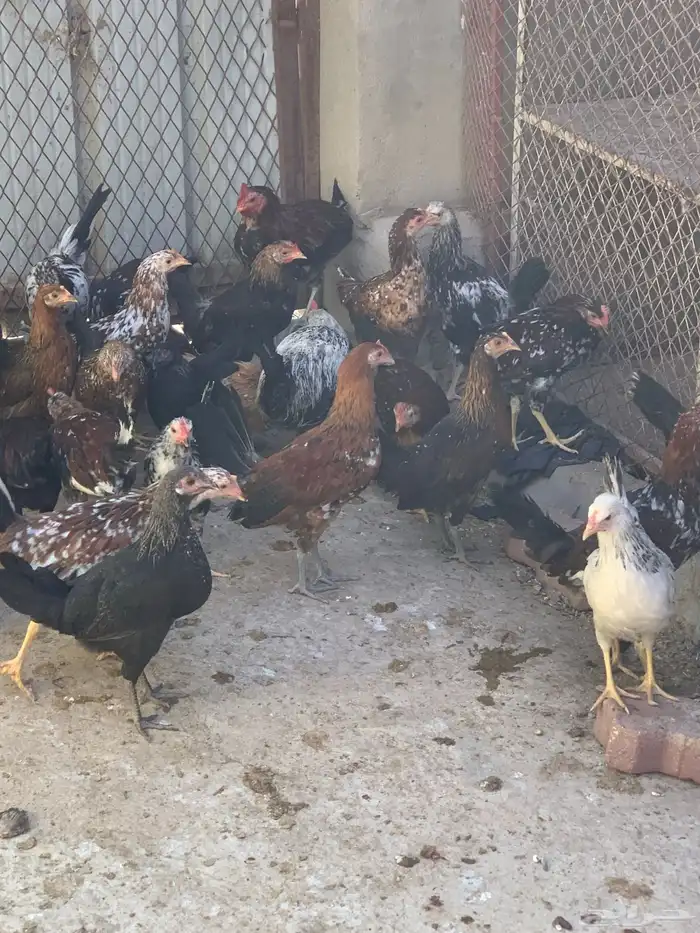فروخ دجاج بلدي اصيل مشكل( تم البيع ) 11