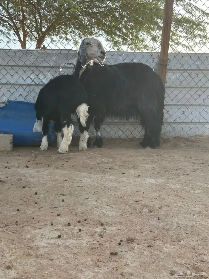 للبيع متبع نجديه 5