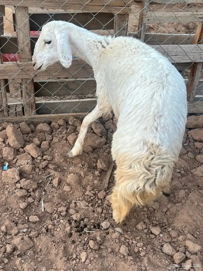 للبيع 0