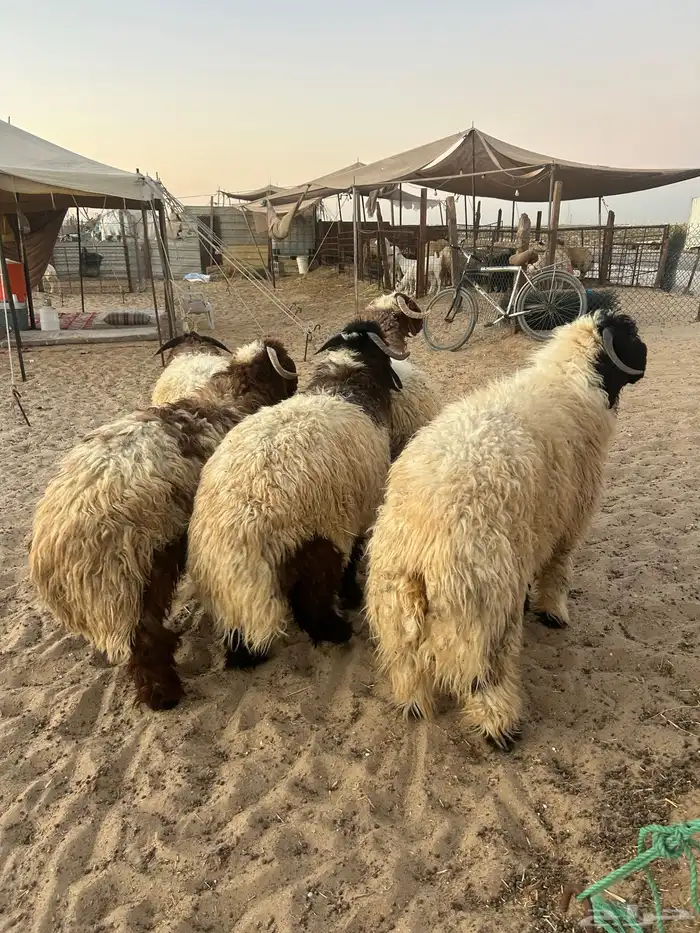 نعيم جبر كناور ونعيم وسط وهرافي وحريات مناسبات وثلاجه كفو 2