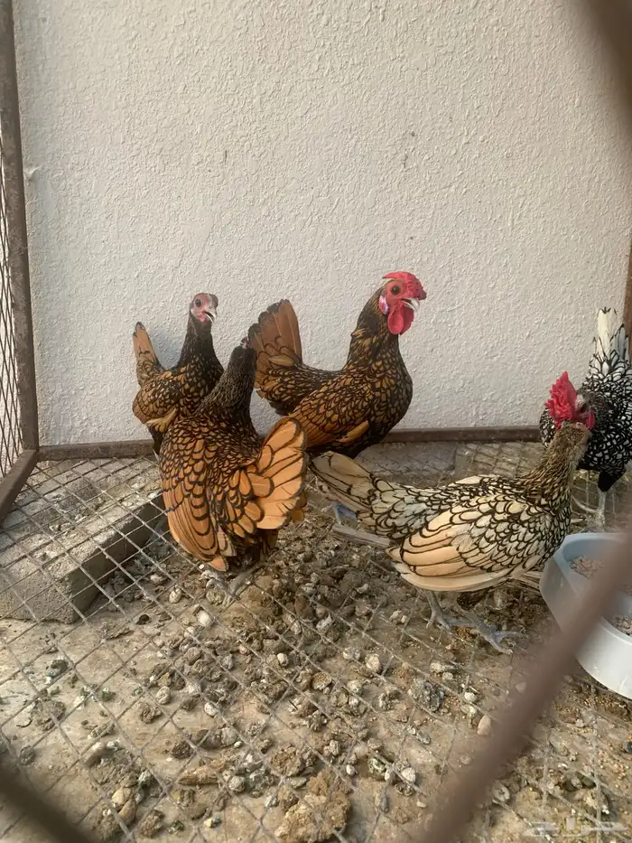 دجاج سبرايت 0