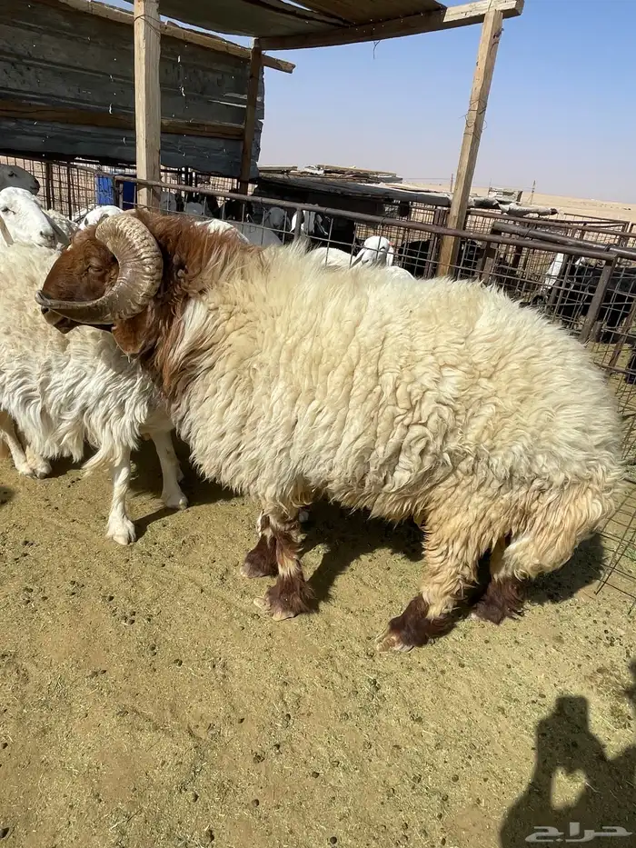 نعيم مشروط 1