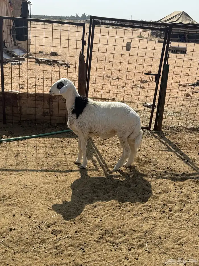 خروف طيب ونظيف 1