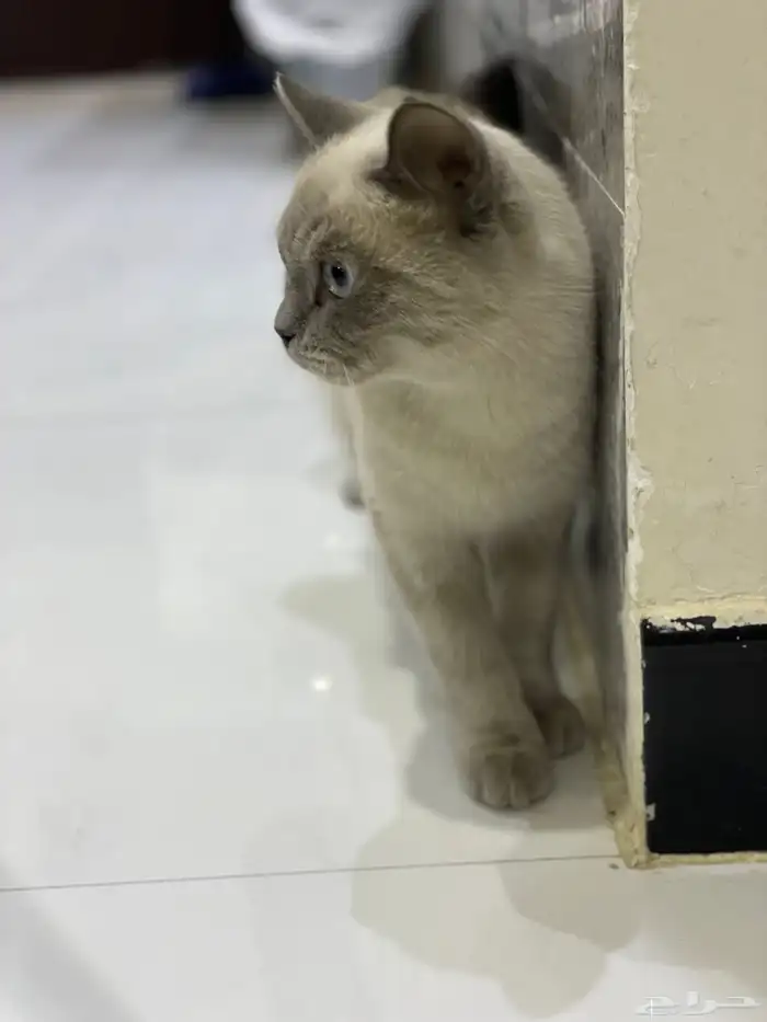 قط هملايا 1