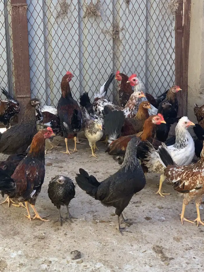 فروخ دجاج بلدي اصيل مشكل( تم البيع ) 8