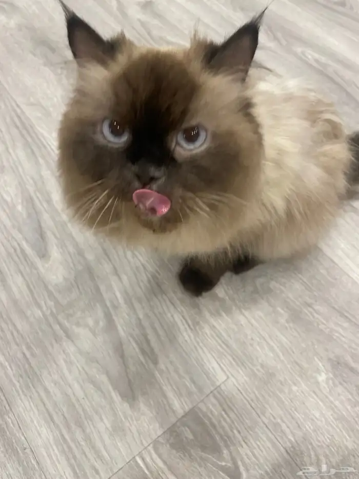 قطة هملايا للتبني 2