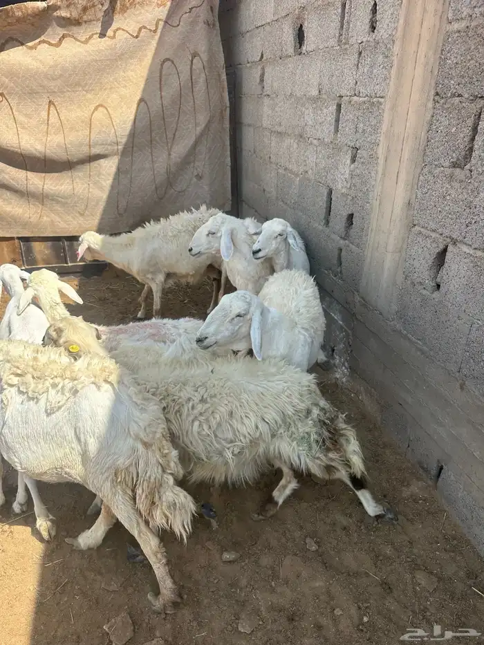 حريات 1