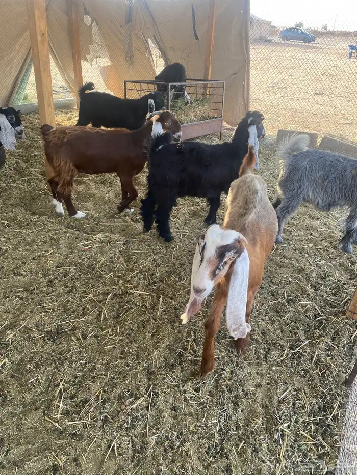 دبايح بربه 4