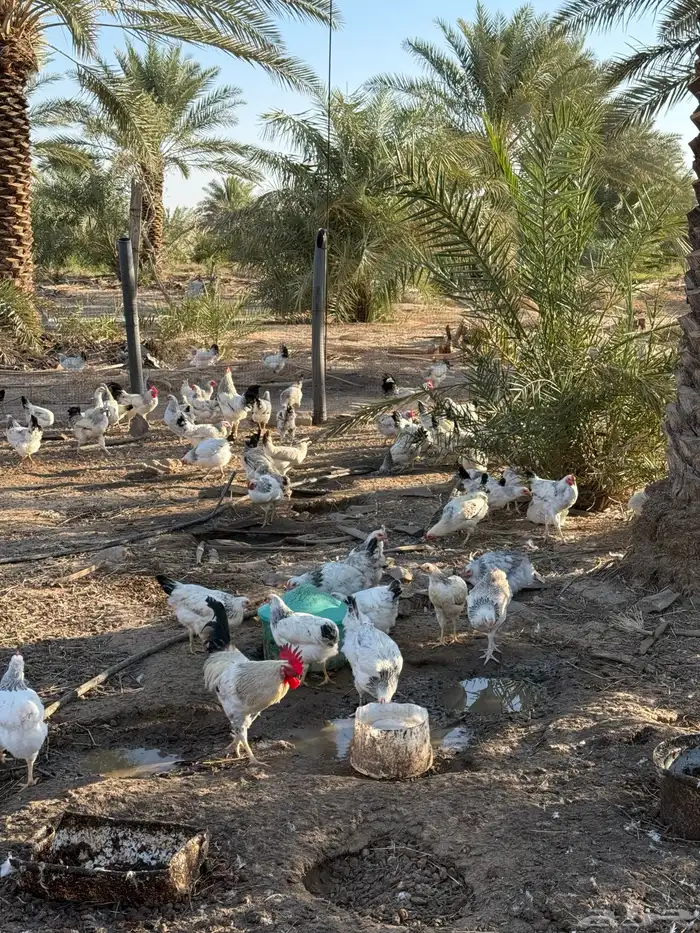 دجاج فرنسي وكلومبي 4