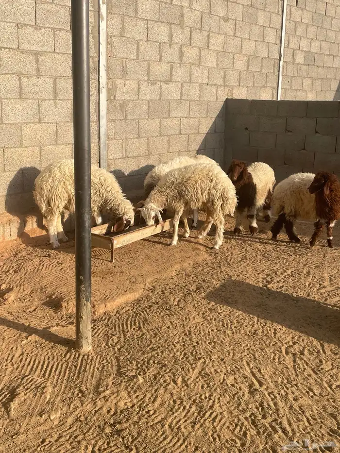 نعيم 0