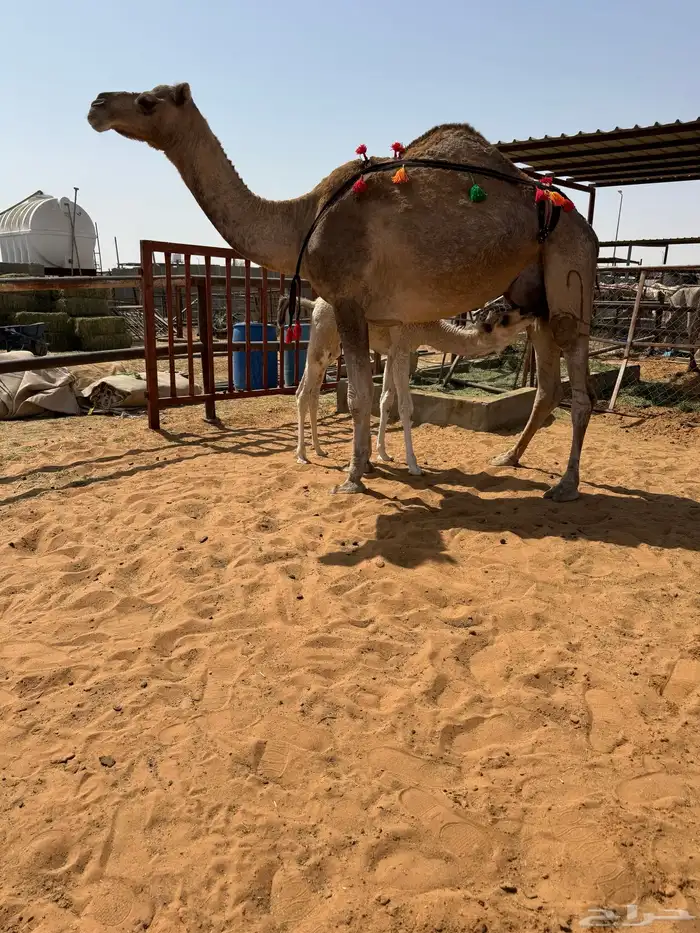 خلفه حمرا مصغر 0